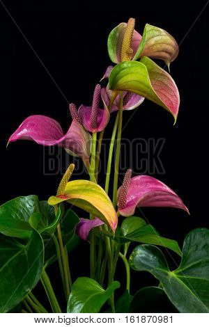 Close-up of multicolor anthurium flowers. Macro photography of nature.