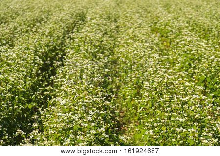 Close up Soba field in Japanese or Buckwheat field