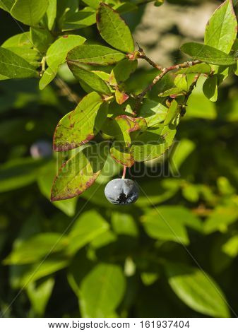 Tall huckleberry Vaccinium corymbosum riping berries close-up selective focus shallow DOF