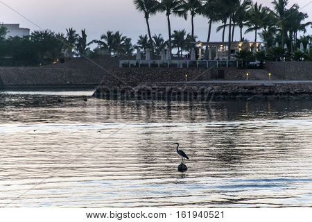Grey Heron Bird in Sultanate Oman at Souly Bay harbour and Hotels Oceanside