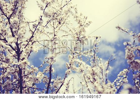 Spring blossom flowers aprico under the sky