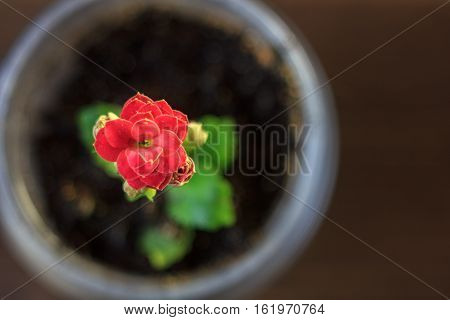 Small Kalanchoe Homeplant In A Transparent Pot. Red Kalanchoe Flower