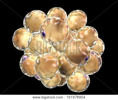 Fat cells, adiposes cell, adipocytes. 3D illustration showing presence of big lipid droplet yellow inside the cell. The violet structure is nucleus