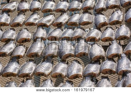 Oreochromis Niloticus On Net