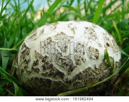 mushroom raincoat-round-shaped fruit of white color it grows almost everywhere