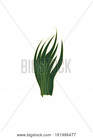Dark green  algae on a white background.