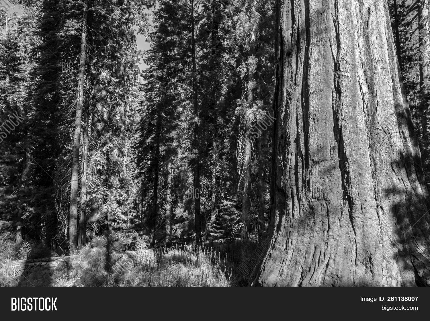 Giant Sequoias Image & Photo (Free Trial) Bigstock