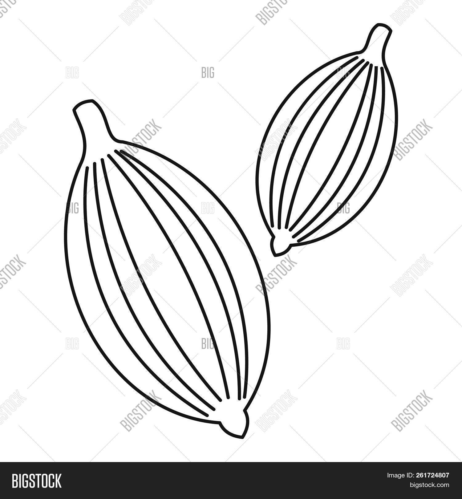 Cardamom Icon. Outline Image & Photo (Free Trial) | Bigstock