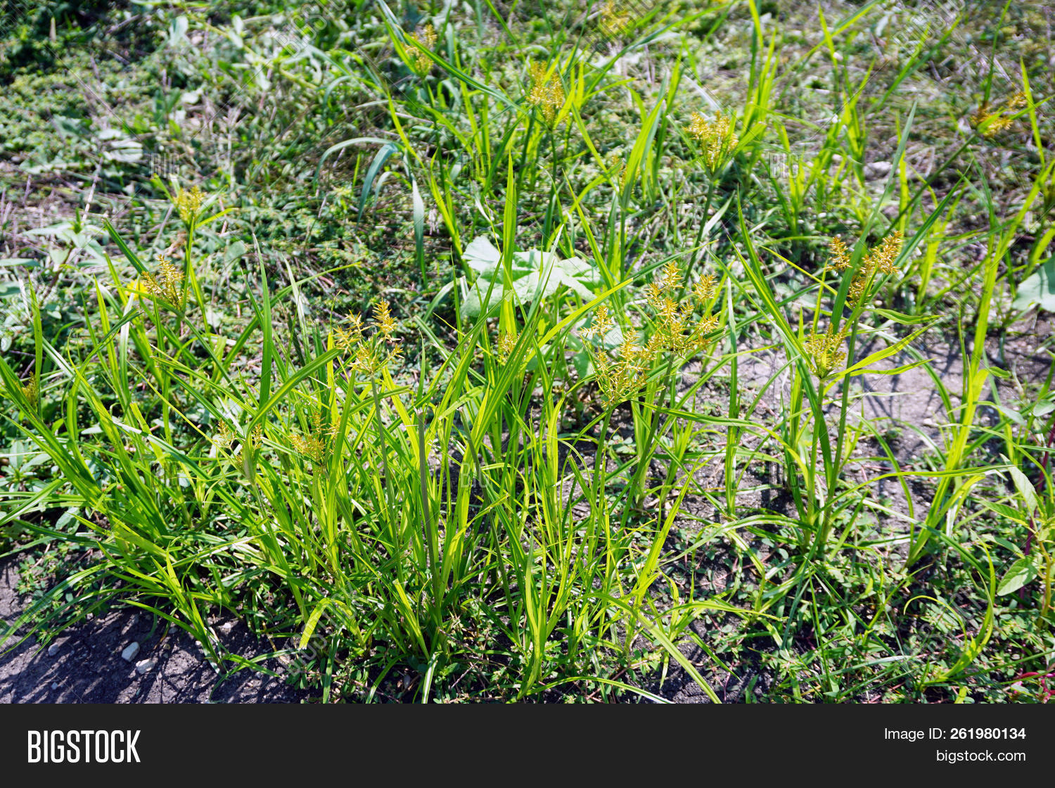 Yellow Nutsedge ( Image & Photo (Free Trial) Bigstock