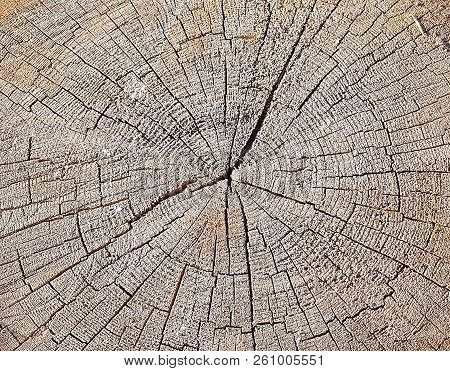 Natural Wood Texture Of Tree Stump. Vintage Background With Cracks. Seamless Texture Close Up. Woode