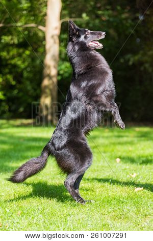 Beautiful Groenendael Dog Puppy Running In Spring Nature. Black Belgian Shepherd Agility Training Ou