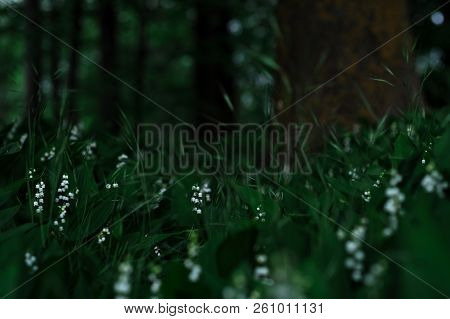 Flowering Lilies Of The Valley In The Forest Grass. Forest Lilies Of The Valley. Many Lilies Of The 