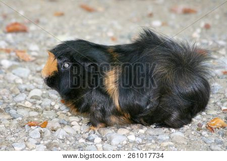 The Guinea Pigs (caviidae) Are A Family From The Order Of Rodents