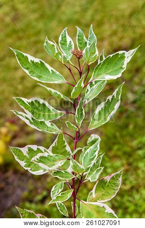 Garden Shrub Derain White (cornus Alba), Green And White Plant Leaves