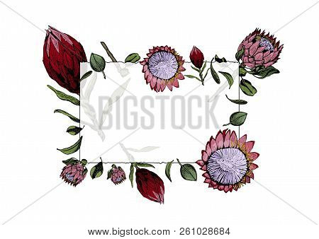 Vector Illustration Of Transparent Frame With Red And Pink King Protea Flowers, Buds And Leaves. Pro