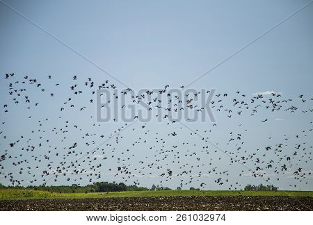 Starlings And Lapwings Ready For Migration Over The Field. Flock Of Birds Flying To South In Autumn.