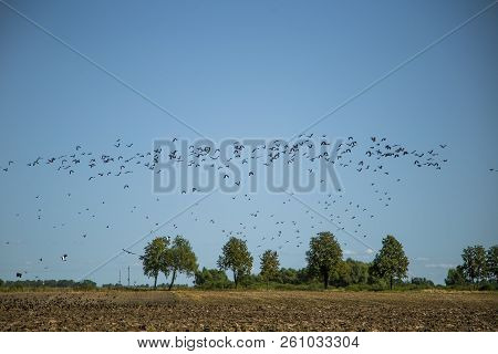 Starlings And Lapwings Ready For Migration Over The Field. Flock Of Birds Flying To South In Autumn.
