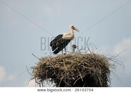 Beautiful stork with fledgelings