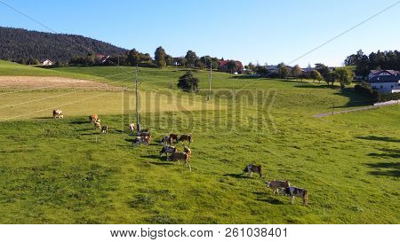 Catlle Herd Grazing On Mountain Pasture, Aerial Footage, Rural Scene, High Angle, Ecological Agricul