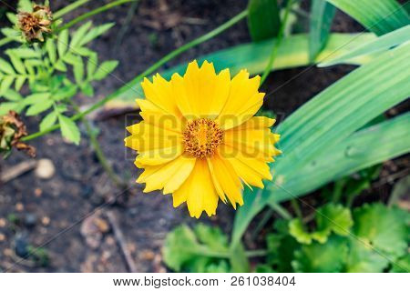 Yellow Flower Against The Background Of Leaves And Earth