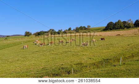 Catlle Herd Grazing On Mountain Pasture, Aerial Footage, Rural Scene, High Angle, Ecological Agricul