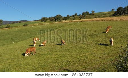 Catlle Herd Grazing On Mountain Pasture, Aerial Footage, Rural Scene, High Angle, Ecological Agricul