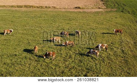 Catlle Herd Grazing On Mountain Pasture, Aerial Footage, Rural Scene, High Angle, Ecological Agricul