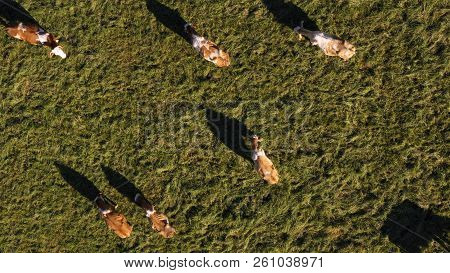 Catlle Herd Grazing On Mountain Pasture, Aerial Footage, Rural Scene, High Angle, Ecological Agricul