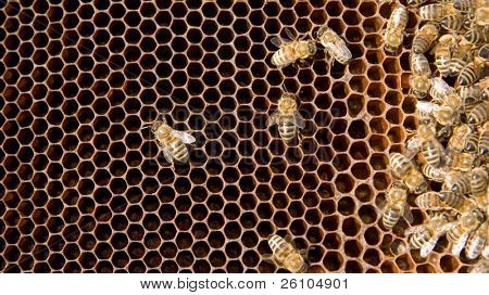 Colony of bees
