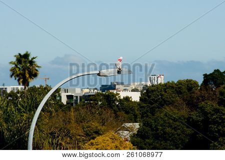 Galah Bird On City Lamp - Australia