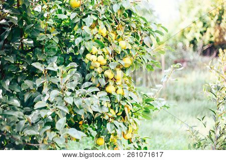 Pears Growing On A Branch With Green Leaves In The Garden Outdoors In Summer