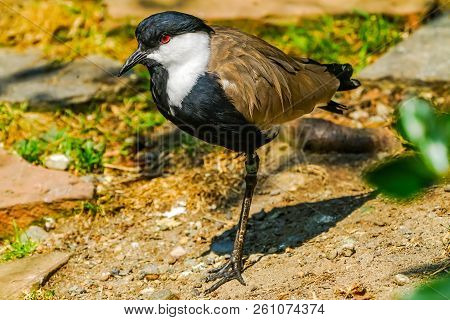 Spur-winged Lapwing Spur-winged Plover Vanellus Spinosus Red Eye