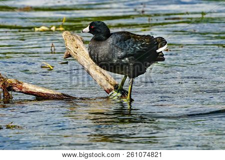 America Coot Duck Fulica Americana Mud Hen Lake Sammamish Park Issaquah Washington