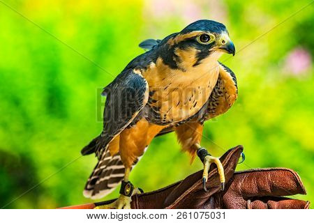 Peregine Falcon Falco Peregrinus Raptor Watching For Prey