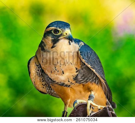 Peregine Falcon Falco Peregrinus Raptor Watching Prey