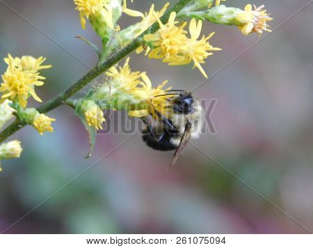 Image Of A Bumble Bee On Some Ragweed