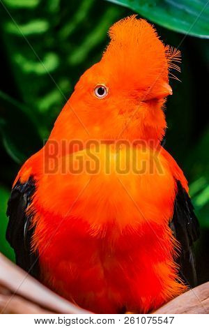 Orange Feathers Male Andean Cock Of The Rock Bird Rupicola Peruvianus National Bird Of Peru