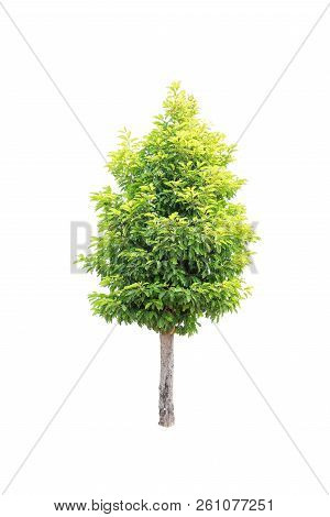 Closeup  Bullet Wood (mimusops Elengi Linn) Tree Isolated On White Background