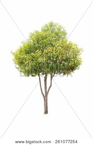 Closeup  Bullet Wood (mimusops Elengi Linn) Tree Isolated On White Background
