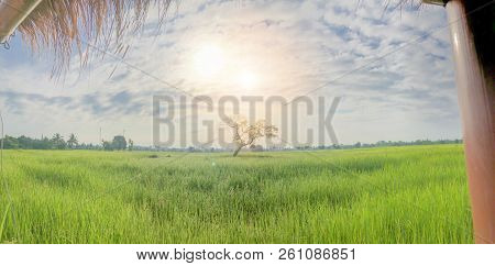 Panorama And Soft Focus Images Of Bamboo Bridges In Beautiful Green Rice Paddies.