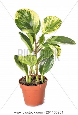 Peperomia Obtusifolia Plant In Front Of White Background