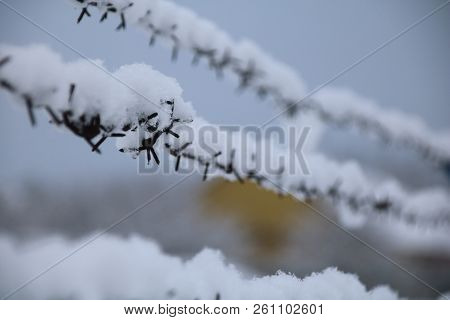 Barbed Wire Fence On Winter Time Backgruond White Snow