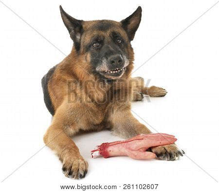 German Shepher And Cut Hand In Front Of White Background