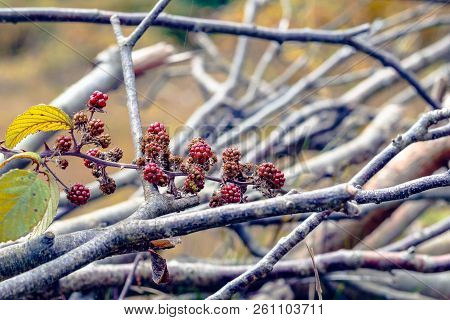 Autumn Scene, Wild Blackberries And Leafless Branches In The Uk