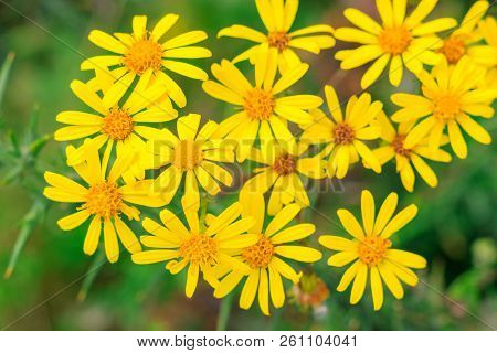 Selective Focus, Group Of Wild Yellow Daisies In A Wood Of The Uk