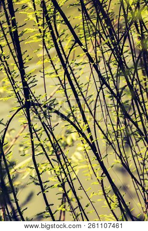 A Unique Photo Of Bright Tender Offshoot  Of A Tree Growing