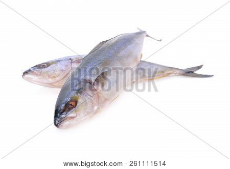Whole Round Yellowtail Fish Or Hamachi Fish On White Background