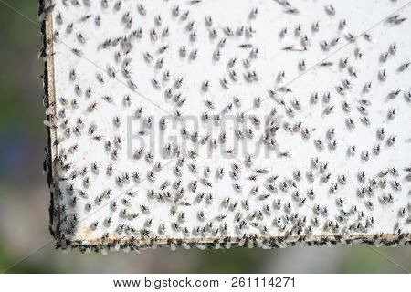 A Swarm Of Flying Ants Gather On A White Background