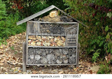 A Close Up On A Insect Hôtel