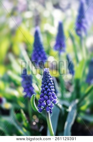Muscari. Blue Spring Flowers